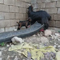 بزبزغاله|حیوانات مزرعه|دزفول, |دیوار