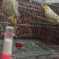 دو جفت عروس هلندی مولد بازیگوش و جذاب|پرنده|اصفهان, محله سفلی|دیوار