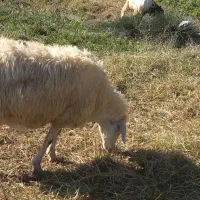 ۴ راس گوسفند مغانی دامازدق