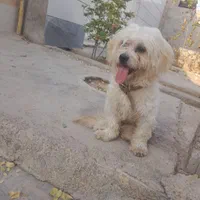 سگ شیتزو ماده