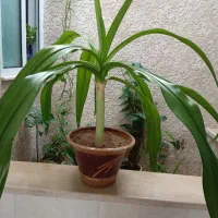 گل طبیعی|گل و گیاه طبیعی|اردکان, |دیوار