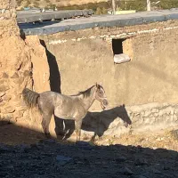 اسب مادیان و کره نریان|اسب و تجهیزات اسب‌سواری|کنگاور, |دیوار