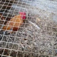 مرغ لاری خروس و خروس مینیاتوری