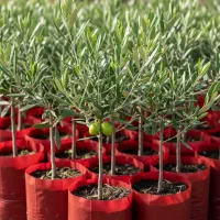 ارسال فوری نهال زیتون سوری با تخفیف باورنکردنی|خدمات باغبانی و درختکاری|یاسوج, |دیوار