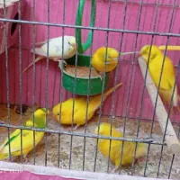 سه جفت مرغ عشق