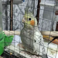 عروس هلندی|پرنده|دوگنبدان, |دیوار