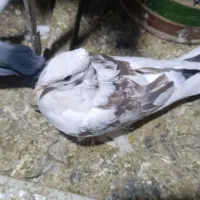 کفتر زینتی|پرنده|قم, نیروگاه|دیوار