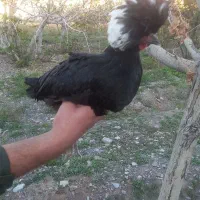 مرغ لهستانی