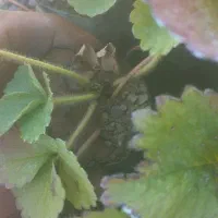 توت فرنگی گلدانی رقم پاروس|خدمات باغبانی و درختکاری|سنندج, |دیوار