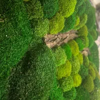 اجرای انواع دیوار سبز طبیعی ،خزه ای،مصنوعی