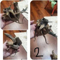 ریشه‌های آبنوس ظریف دو سال خیس خورده آماده|ماهی|قزوین, |دیوار