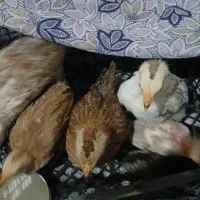 ۶ عدد جوجه محلی