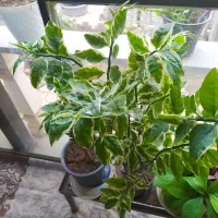 گلهای آپارتمانی