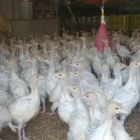 ارزانسرای جوجه محلی مرغ بوقلمون