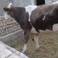 گاو سمینتال تلیسه نوبران