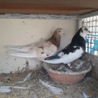 کبوتر