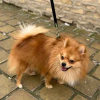 فروش سگ پامر خالص با تراکم بالا و زیبا سایز کوچک