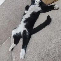 واگذاری گربه رایگان