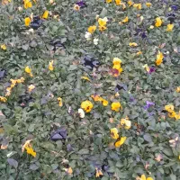 فروش عمده و تکی|گل و گیاه طبیعی|محلات, |دیوار