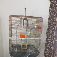 عروس هلندی سالم با قفس پایه ولوازم