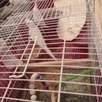 عروس هلندی آلبینو فروشی|پرنده|ایرانشهر, |دیوار