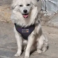 پامر روباهی نر