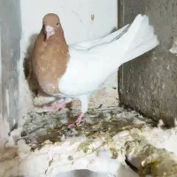 کبوتر|پرنده|بروجرد, |دیوار