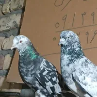 کفتر نر سرور پلاس   ماده سرور ارتشی