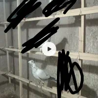 سوسکی|حیوانات|نیشابور, مازول|دیوار