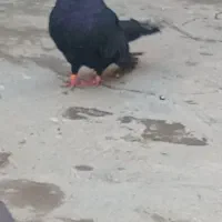 کبوتر|پرنده|میاندوآب, |دیوار