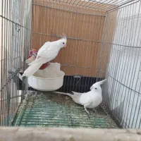 آلبینو وایت فیس مولد|پرنده|خمینیشهر, |دیوار