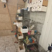 قفس مرغ عشق|لوازم جانبی حیوانات|شاهین‌شهر, شهرک مطهری|دیوار