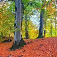 پیش فروش واحد های ۶۰متر تا ۲۵۰متر درسعیدآبادشهریار