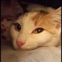 گربه|گربه|ساری, |دیوار