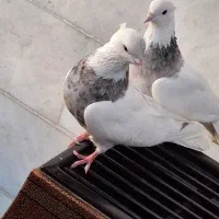 طوقی|پرنده|یزد, |دیوار