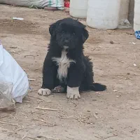 توله قدر جونی اصل