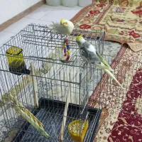 دوتا عروس هلندی سالم سرحال