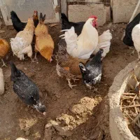 تخم نطفه دار گلین