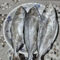 کبوتر کیلو9000