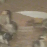 جوجه لاری