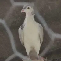 کبوتر دمگیر سرور پلاکی طوقی سینه پرشی|پرنده|اصفهان, بوستان ناژوان|دیوار