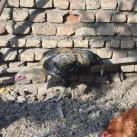 جوجه خروس ۶ ماهه