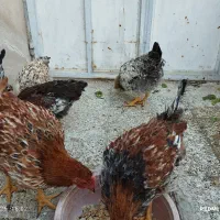 مرغ خانگی|حیوانات مزرعه|یزد, |دیوار