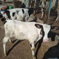 ۳عدد گوساله نر هلشتاین