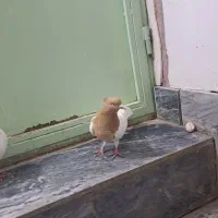 کبوتر‌ماده‌کله‌ای نر‌کوشتری