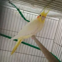 یک جفت عروس هلندی ۱۸ ماهه سالم و زیبا|پرنده|لنگرود, |دیوار