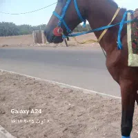 دهنه چوگانی پایه کوتاه معاوضه با پایه عروسکی