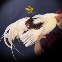 مرغ و خروس زینتی یوکاهاما یوکوهاما یوهاکاما