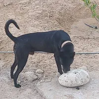 واگذاری سگ مالینوز نر بلک 8ماهه فی 8