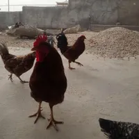 مرغ،خروس،نیمچه،بلدرچین
